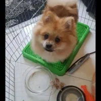 سگ پامر 1 ساله|سگ|زاهدان, |دیوار