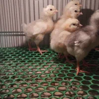 جوجه گلین اصیل|حیوانات مزرعه|قرچک, پویینک|دیوار