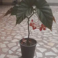 گل و گیاه|گل و گیاه طبیعی|رشت, استادسرا|دیوار