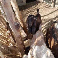 فروش بز آبستن و۳ عدد پاچن چاق برا مالداری و ...|حیوانات مزرعه|ایرانشهر, |دیوار