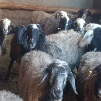 میش چالی خوب