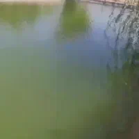 فروش مرغداری 41 هزار قطعه/ فول اتوماتیک|فروش دفتر صنعتی، کشاورزی، تجاری|ملایر, |دیوار