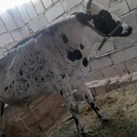 گوساله نر|حیوانات مزرعه|گنبکی, |دیوار