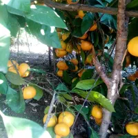 خریدار کامکوات نارنگی و لیمو ترش