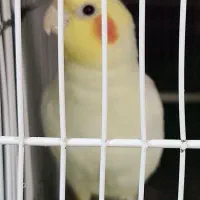 پرنده