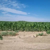 فروش ذرت علوفه ای|عمده‌فروشی|قره ضیاالدین, |دیوار