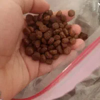 غذا گربه
