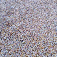 ذرت دانه‌ای