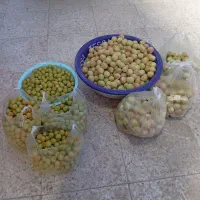 باغچه 1200متری دارای سند در ورامین|فروش زمین و ملک کلنگی|تهران, مشیریه|دیوار