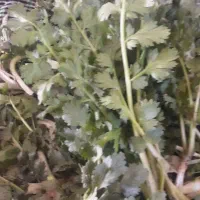 چمور تازه شیفت دار