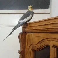 عروس نر یه ساله نیم اهلی