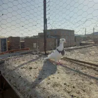 طوقی جوان|پرنده|خواف, |دیوار