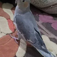 پرنده عروس نر