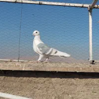 کفتر پلاکی|پرنده|شیراز, شهرک دارایی|دیوار