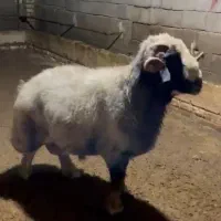 فروش یک راس قوچ جوان خوب