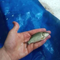 کپور ماهی طعمه برای ماهی گیری