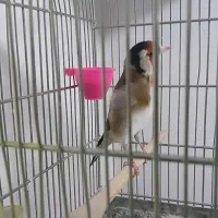 سهره جفتی قناری