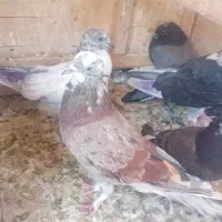 کفتر