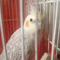 عروس هلندی مولد ماده|پرنده|پاکدشت, پاکدشت (مامازند)|دیوار