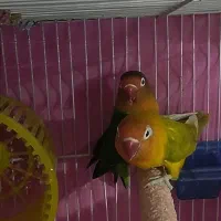 جفت کوتوله و عروس هلندی|پرنده|مشهد, کارمندان دوم|دیوار