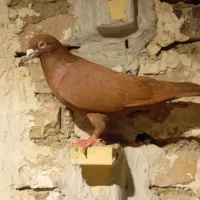کبوتر سرخ