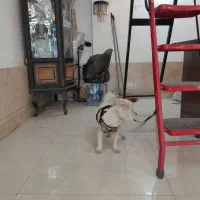 سگ زیبا و مهربان|سگ|مشهد, یوسفیه (شهرک غرب)|دیوار