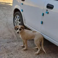 سگ خانگی پاکوتاه|سگ|خرم‌آباد, |دیوار