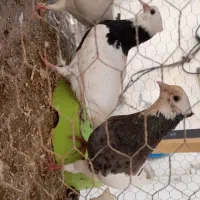 کبوتر طوقی هفرنگ سرور