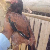 معاویز دارم فروشی هم هست