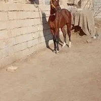 شوشتر