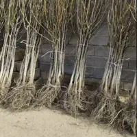 انواع نهال فقط ۸۰ هزار تومان صنوبر ۲۲ هزار تومان