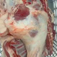 گوشت بره کشتار امروز به ضمانت پخت