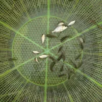 فروش کلی بچه ماهی کپور