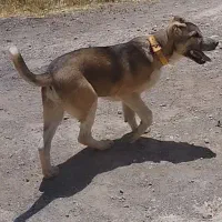 گمشده|حیوانات|تبریز, |دیوار