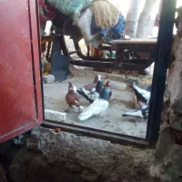 سینه سیاه نر|پرنده|شیروان (خراسان), |دیوار