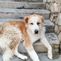 سگ نگهبان|سگ|سیلاخور, |دیوار