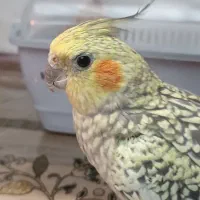 عروس هلندی(نژاد مرواریدی)