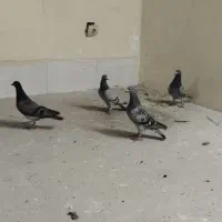 یک جفت دوبرمسافتی با دوعددجوجه