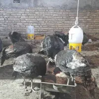 بوقلمون برنز آمریکایی|حیوانات مزرعه|آبادان, |دیوار