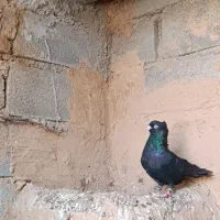 کبوتر زاغ آبادانی