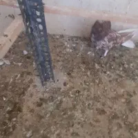 کبوتر سرور نر