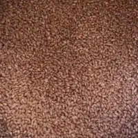 بذر گندم خارجی