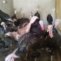 فروش کود مرغی