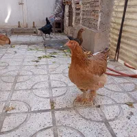 مرغ وخروس برهمای اصیل|حیوانات مزرعه|تربتحیدریه, بالا ولایت|دیوار