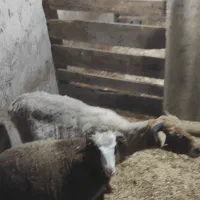 گوسفند با بره نر|حیوانات مزرعه|رویان, |دیوار