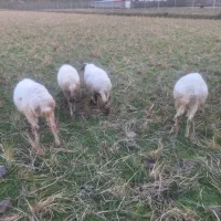 گوسفند داشتی و گوشتی|حیوانات مزرعه|شاندرمن, |دیوار