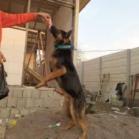 سگ گرگی ژرمن۱۳ ماهه نر جهت معاوضه