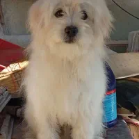 ۷ میلیون تومان