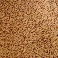 گندم کوهدشت