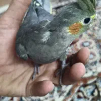 جوجه عروس هلندی